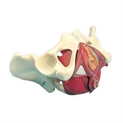 Женский таз и тазовое дно, 5 частей